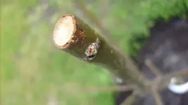 9. Mai 2010 Garten (44).webp