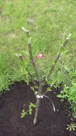 9. Mai 2010 Garten (40).webp