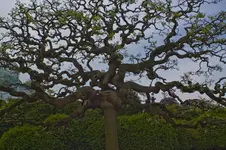 baum.webp