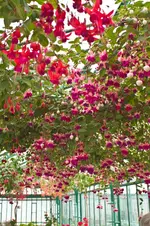 fuchsien.webp
