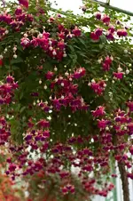 fuchsien2.webp