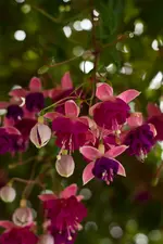 fuchsien3.webp