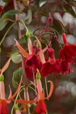 fuchsien4.webp