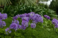 lila.webp