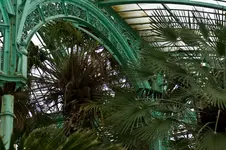 palmen.webp