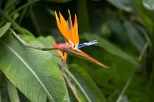blume.webp