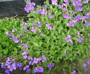 Blaukissen_2.webp