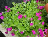 Blaukissen_3.webp