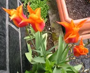 Tulpen.webp