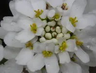 Iberis.webp