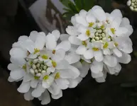 Iberis_2.webp
