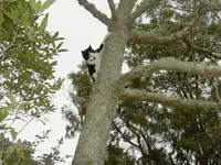 Kletterpflanze v.webp