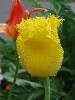 IMG_4879_576x768.webp
