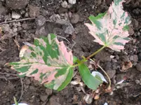 CIMG7777.webp