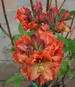 erste Blüten_2_12052010_klein.webp