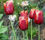 dunkelrote Tulpen mit weißem Rand_2_klein.jpg