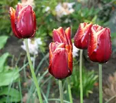 dunkelrote Tulpen mit weißem Rand_2_klein.webp