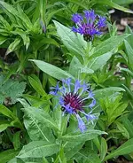 Kornblume_2_klein.webp