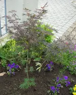 Acer palmatum.webp
