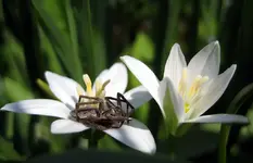 spinne milchstern.webp