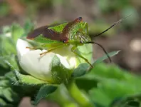 rotgrüne wanze.webp