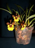 Orchideen 047.webp