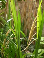 CIMG7772.webp
