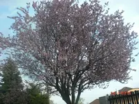 CIMG3596.webp