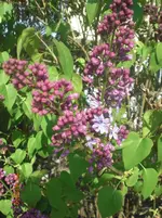 CIMG3693.webp