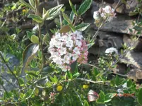 CIMG3690.webp