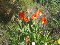 CIMG3694.webp