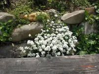 CIMG3732.webp
