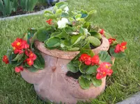 Garten 027.webp