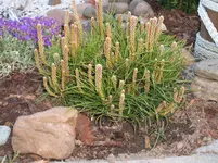 Garten 029.webp