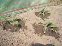 Garten 031.webp