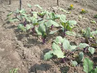 Garten 032.webp