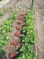 Garten 033.webp