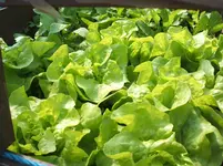 Garten 034.webp