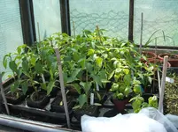 Garten 035.webp