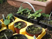 Garten 037.webp