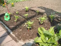 Garten 038.webp