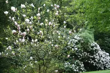 IMG_1899.webp