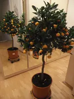 DSCF0476 - Kopie.webp