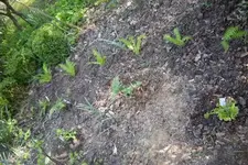 hochbeet 033.webp