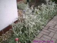Vorgarten.webp