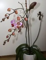 DSC00703.webp