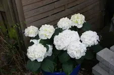 DSC02913.webp