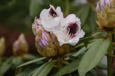 DSC02915.webp
