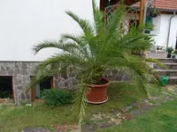 DSC01234.webp