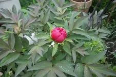 DSC02898.webp